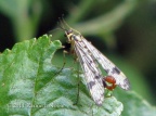 scorpion fly (Panorpa sp.) Kenneth Noble